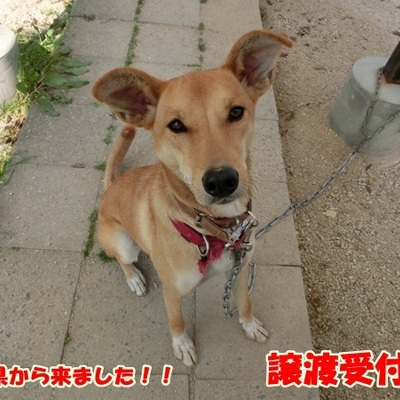 福岡県動物愛護センターNo.802