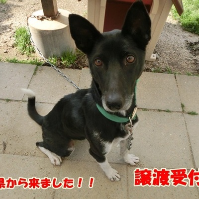 福岡県動物愛護センターNo.811