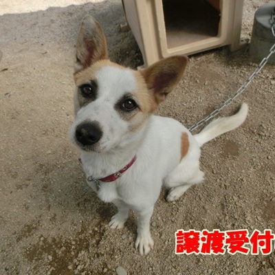 福岡県動物愛護センターNo.898
