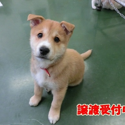 福岡県動物愛護センターNo.904