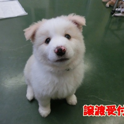 福岡県動物愛護センターNo.905