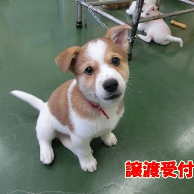 福岡県動物愛護センターNo.906