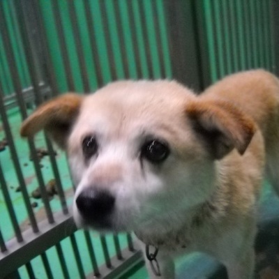 福岡県動物愛護センターNo.5946