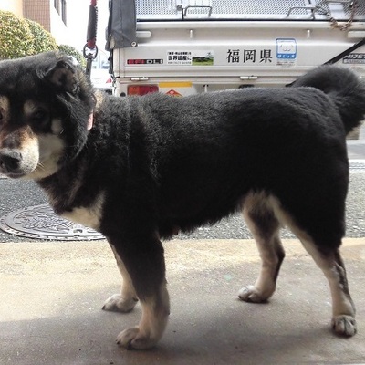 福岡県動物愛護センターNo.7507