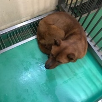 福岡県動物愛護センターNo.7508