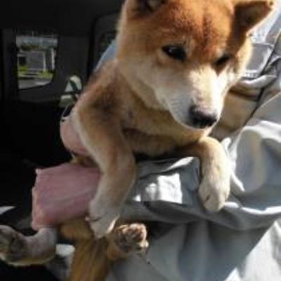 大牟田市動物管理センター（4月24日保護分）