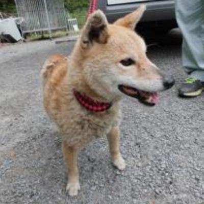 大牟田市動物管理センター（4月25日保護分）
