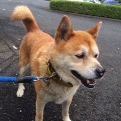 福岡県動物愛護センターNo.5947