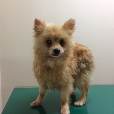 久留米市動物管理センター29004