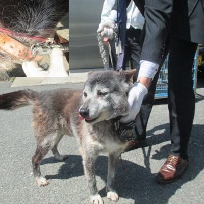 福岡県動物愛護センターNo.7512