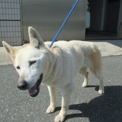 福岡県動物愛護センターNo.7514