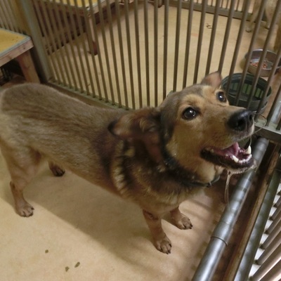 福岡県動物愛護センターNo.5948