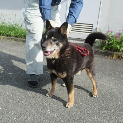 福岡県動物愛護センターNo.7522