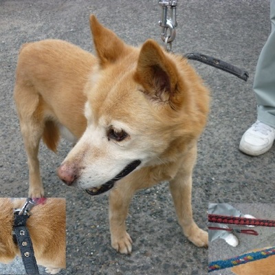 福岡県動物愛護センターNo.7524