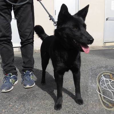 福岡県動物愛護センターNo.7525