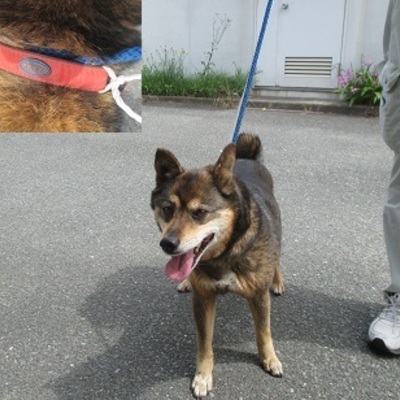 福岡県動物愛護センターNo.7530