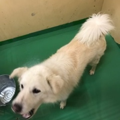 福岡県動物愛護センターNo.7533