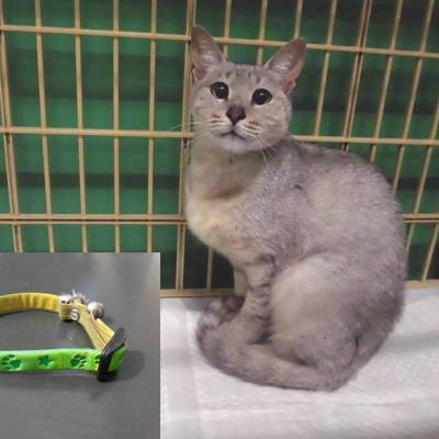 福岡県動物愛護センターNo.7549