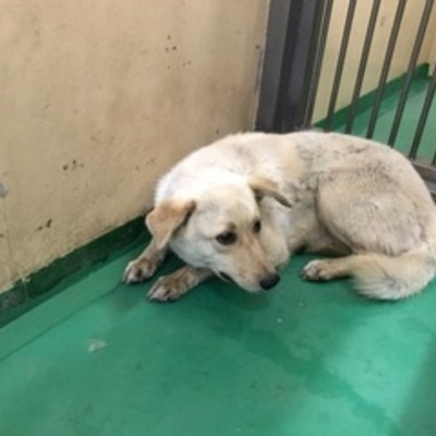 福岡県動物愛護センターNo.7557