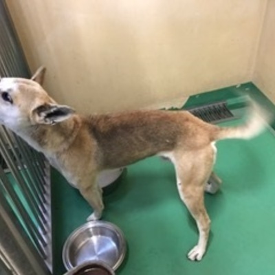 福岡県動物愛護センターNo.7563
