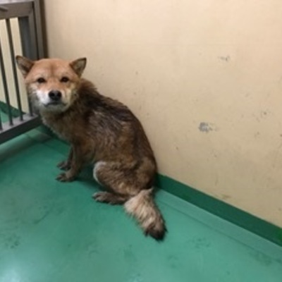 福岡県動物愛護センターNo.7566