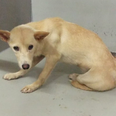 久留米市動物管理センター27013
