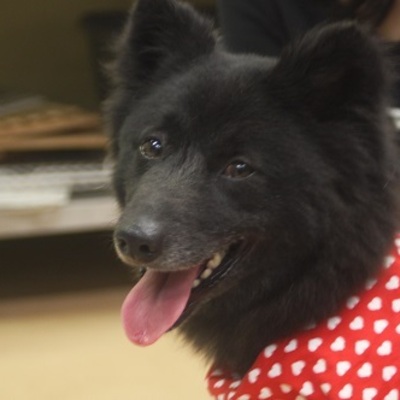 北九州市保健福祉局保健医療部動物愛護センターC17009