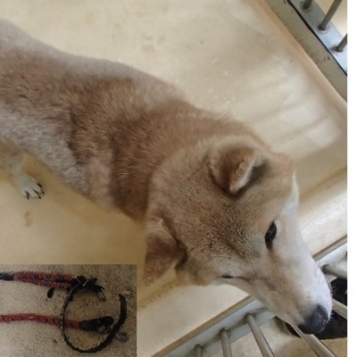福岡県動物愛護センターNo.7568