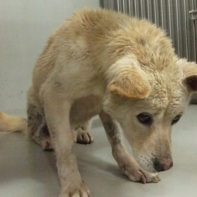 久留米市動物管理センター27014