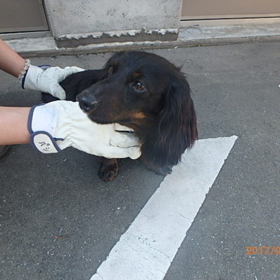 福岡県動物愛護センターNo.7572