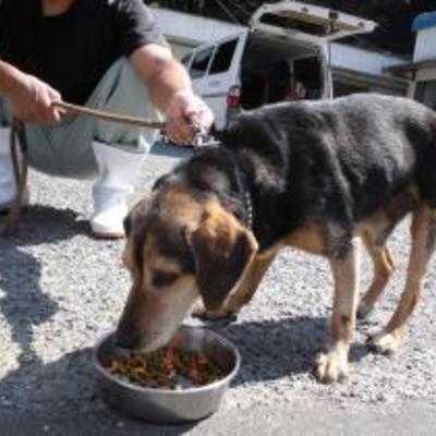 大牟田市動物管理センター（5月19日保護分）