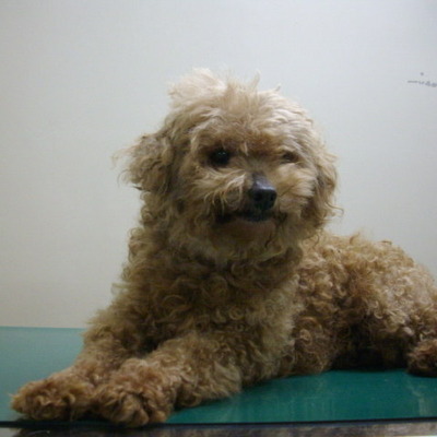 久留米市動物管理センター29011	