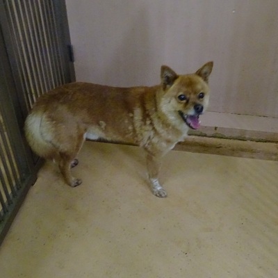 福岡県動物愛護センターNo.7582