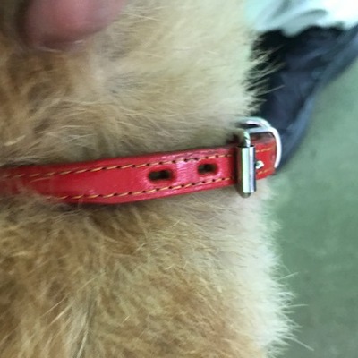 福岡県動物愛護センターNo.7595