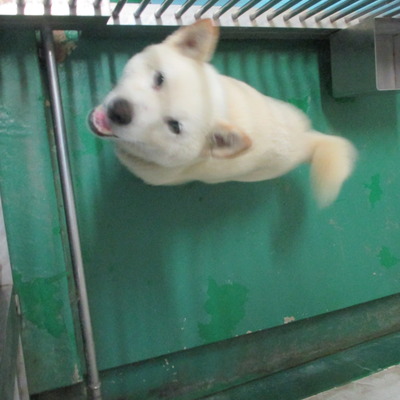福岡県動物愛護センターNo.5952