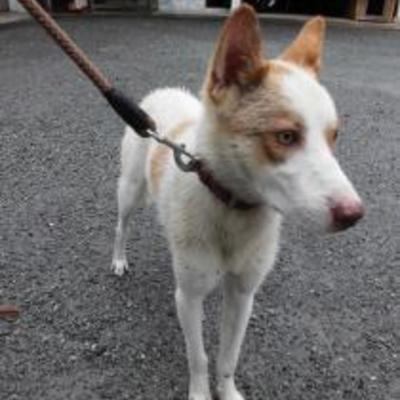 大牟田動物管理センター迷い犬（6月7日保護分）