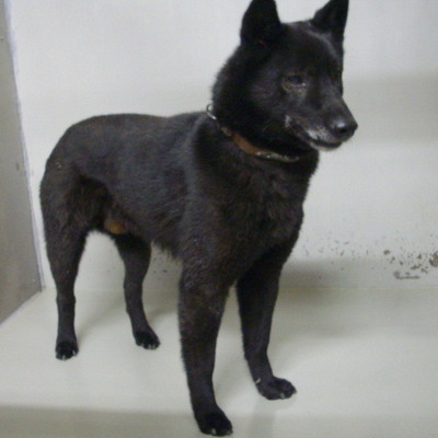 久留米市動物管理センター29016