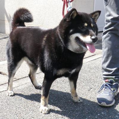 福岡県動物愛護センターNo.7622