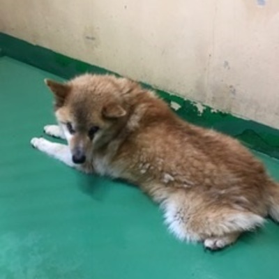 福岡県動物愛護センターNo.7623