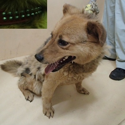 福岡県動物愛護センターNo.7634