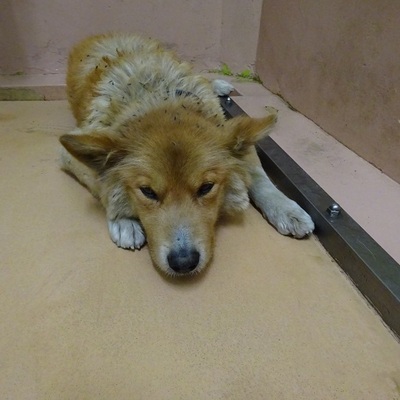 福岡県動物愛護センターNo.7637