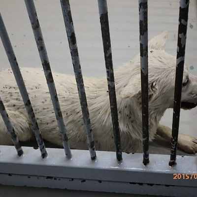 福岡県動物愛護センターNo.5955