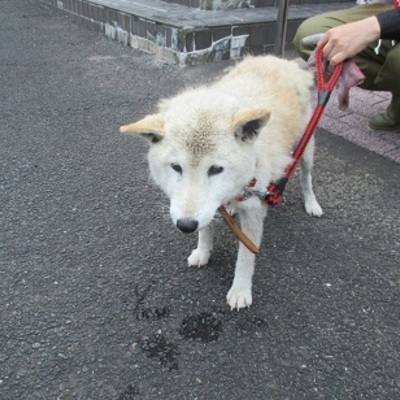 福岡県動物愛護センターNo.7642