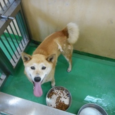 福岡県動物愛護センターNo.7644