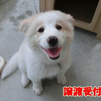 福岡県動物愛護センターNo.905