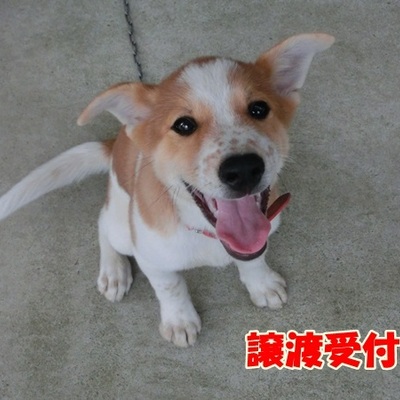 福岡県動物愛護センターNo.906