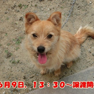 福岡県動物愛護センターNo.942