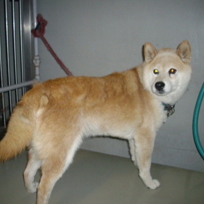 久留米市動物管理センター29021