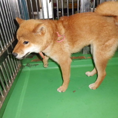 福岡県動物愛護センターNo.7647