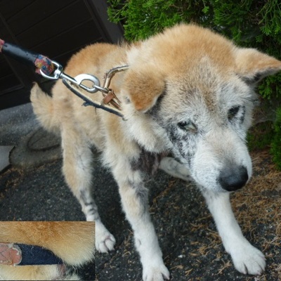 福岡県動物愛護センターNo.7650